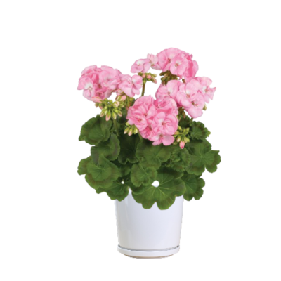 Pelargonium Zonale